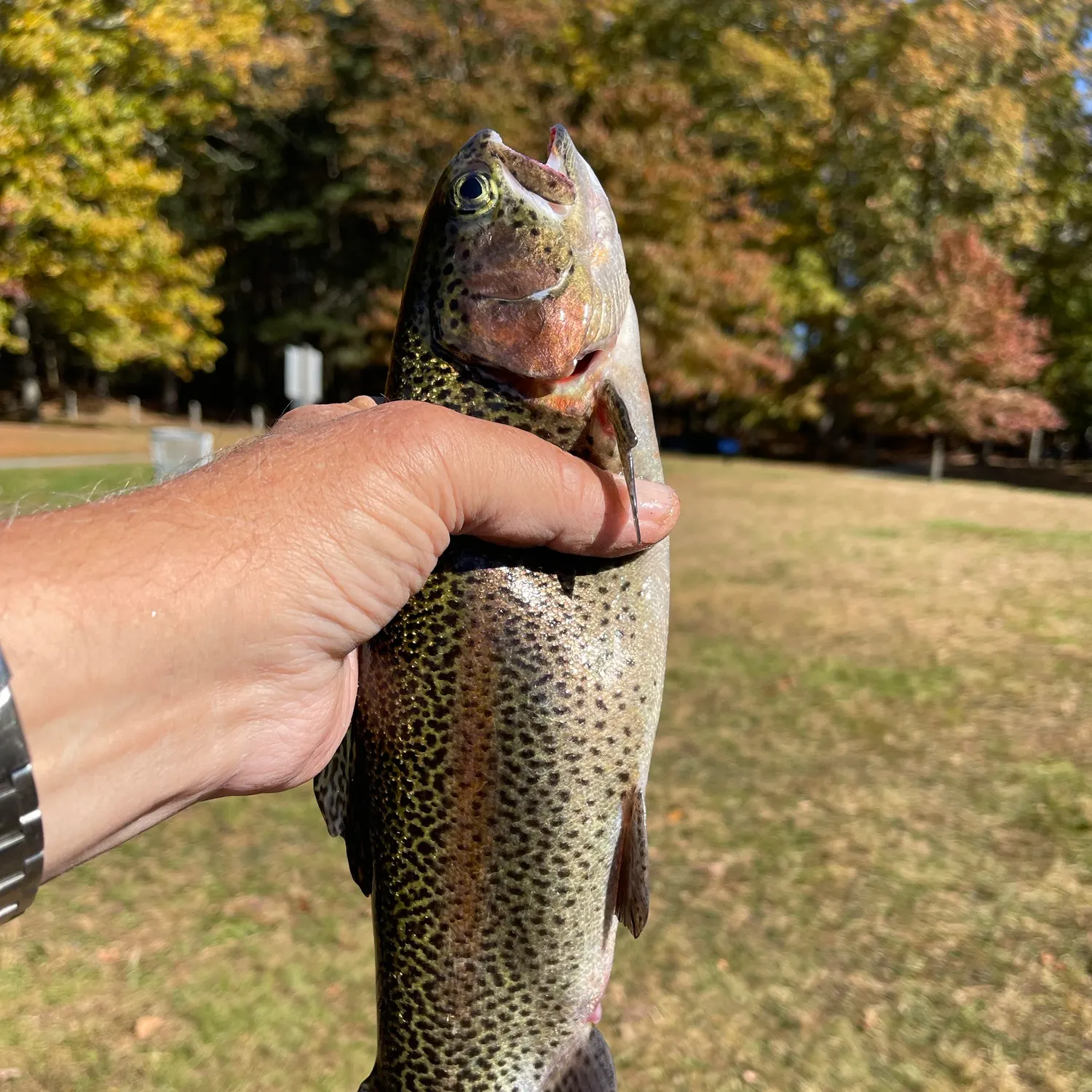 Rainbow trout caught on Fishbrain