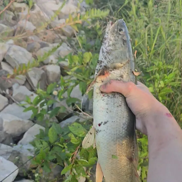 Eyetail bowfin caught on Fishbrain