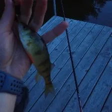 Yellow perch caught on Fishbrain