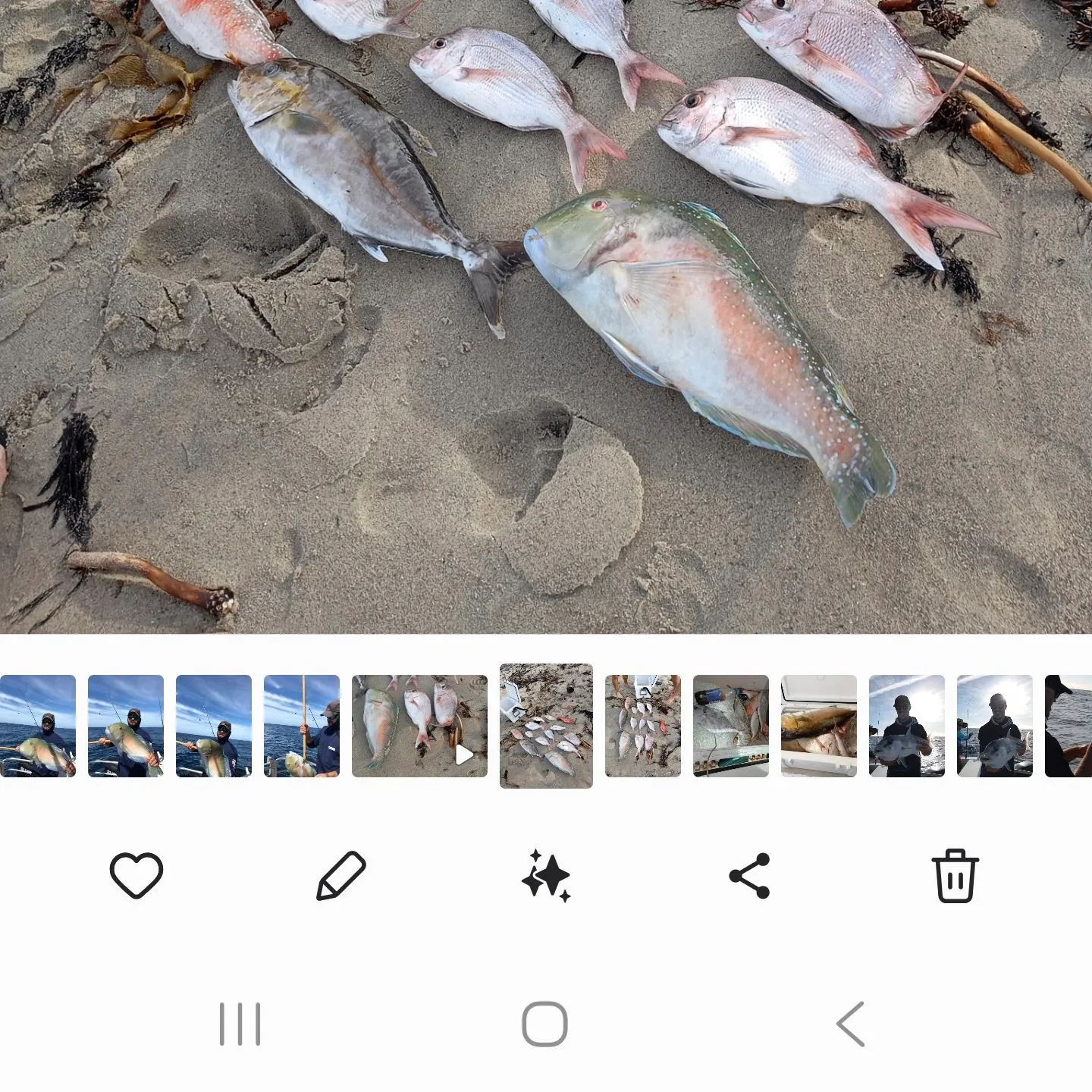 The most recent Red rock cod catches on Fishbrain