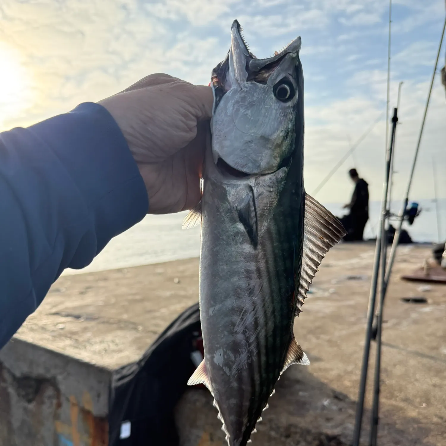 Pacific bonito caught on Fishbrain