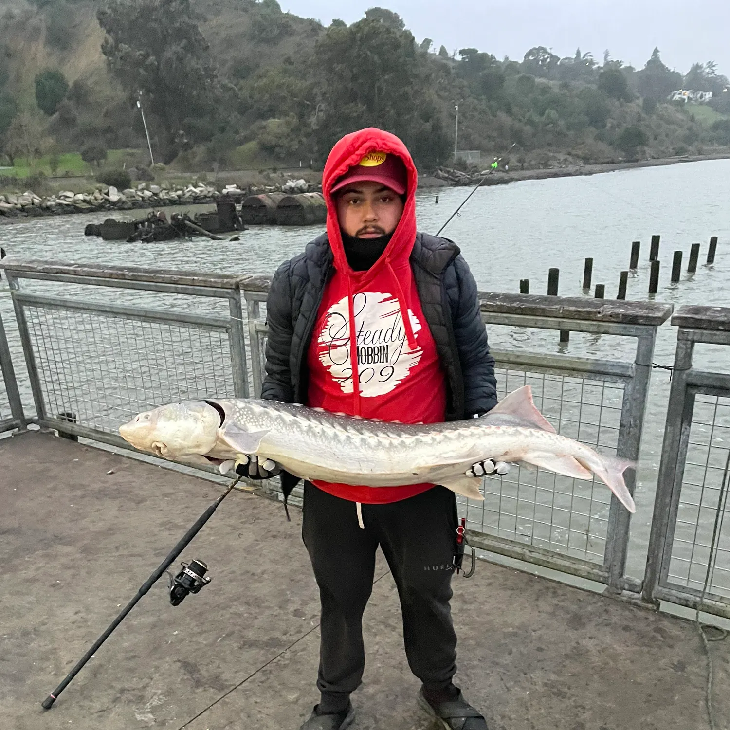 The most recent White sturgeon catches on Fishbrain