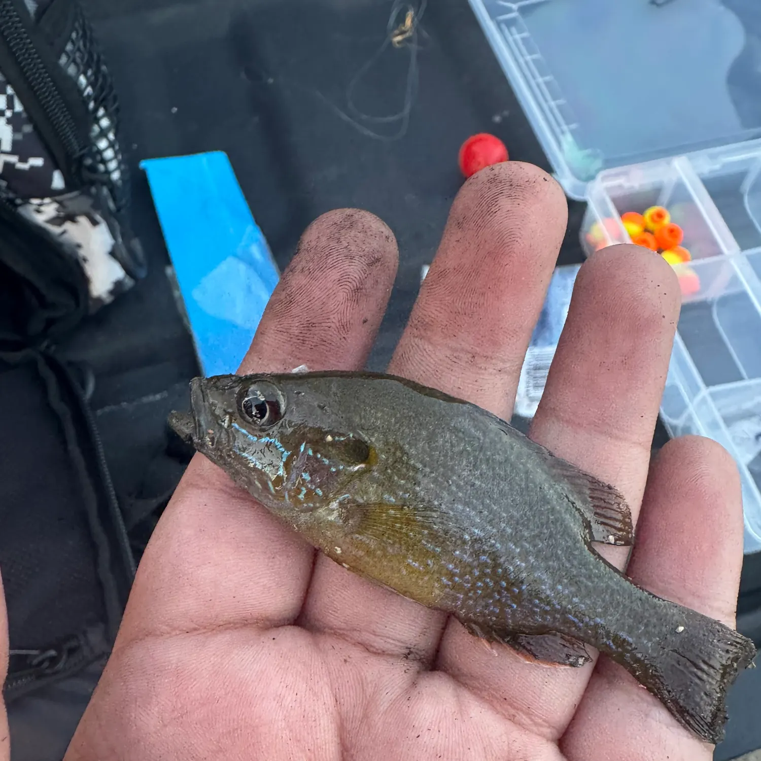 Green sunfish caught on Fishbrain