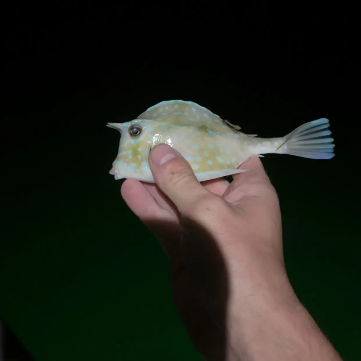 The most recent Thornback cowfish catches on Fishbrain