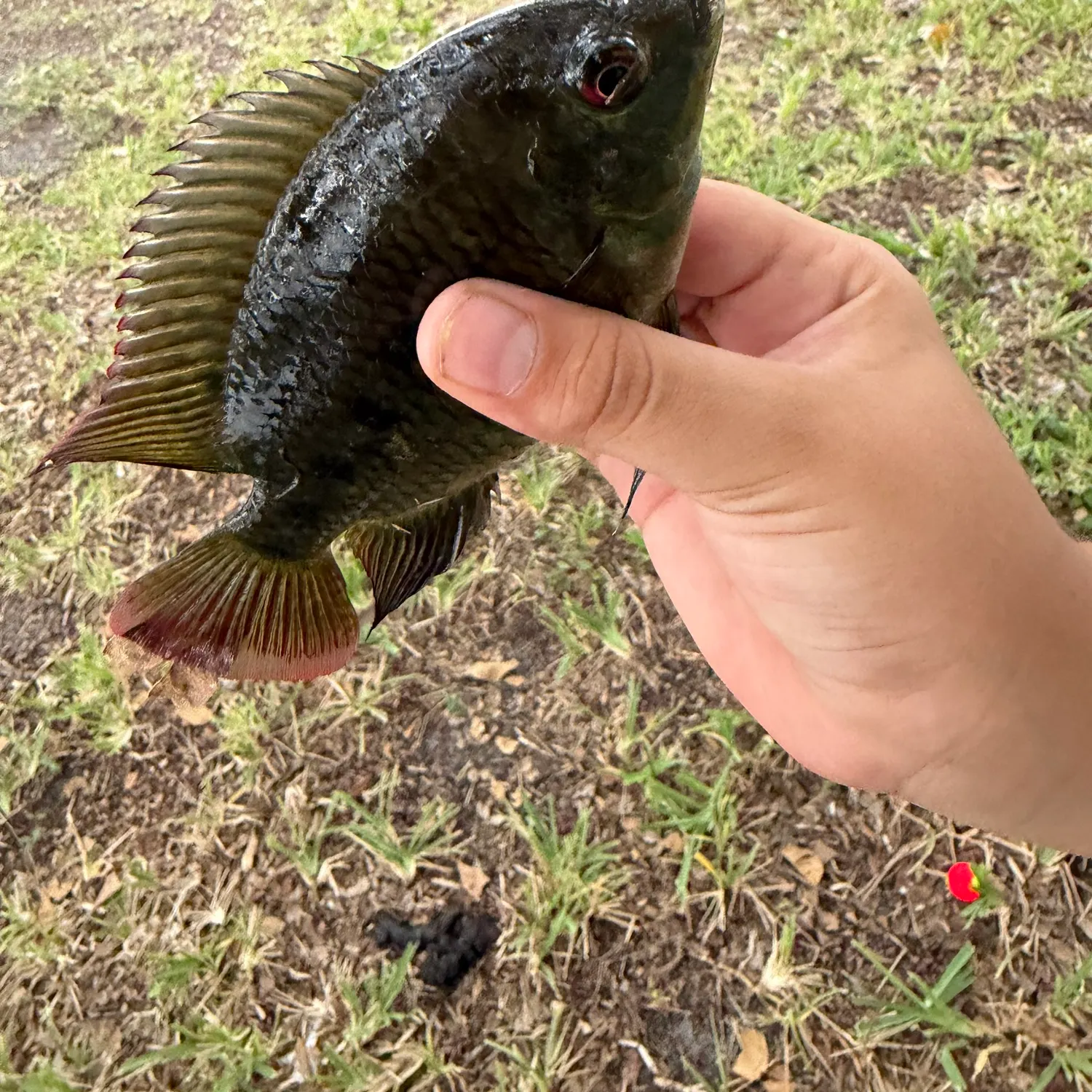 Spotted tilapia caught on Fishbrain