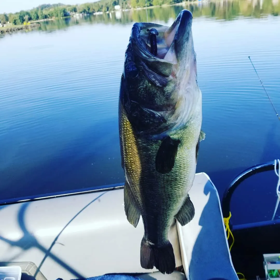 Fish caught on Fishbrain