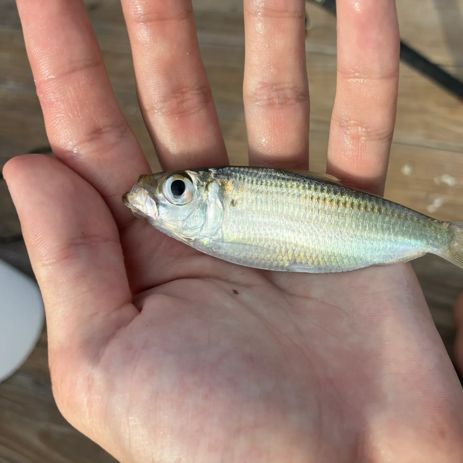 Scaled herring caught on Fishbrain