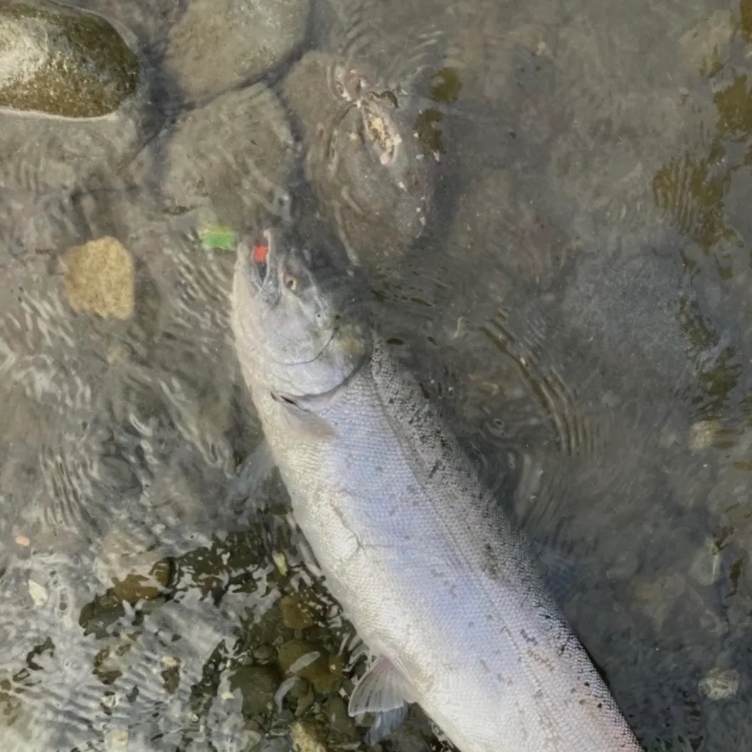 Coho salmon caught on Fishbrain