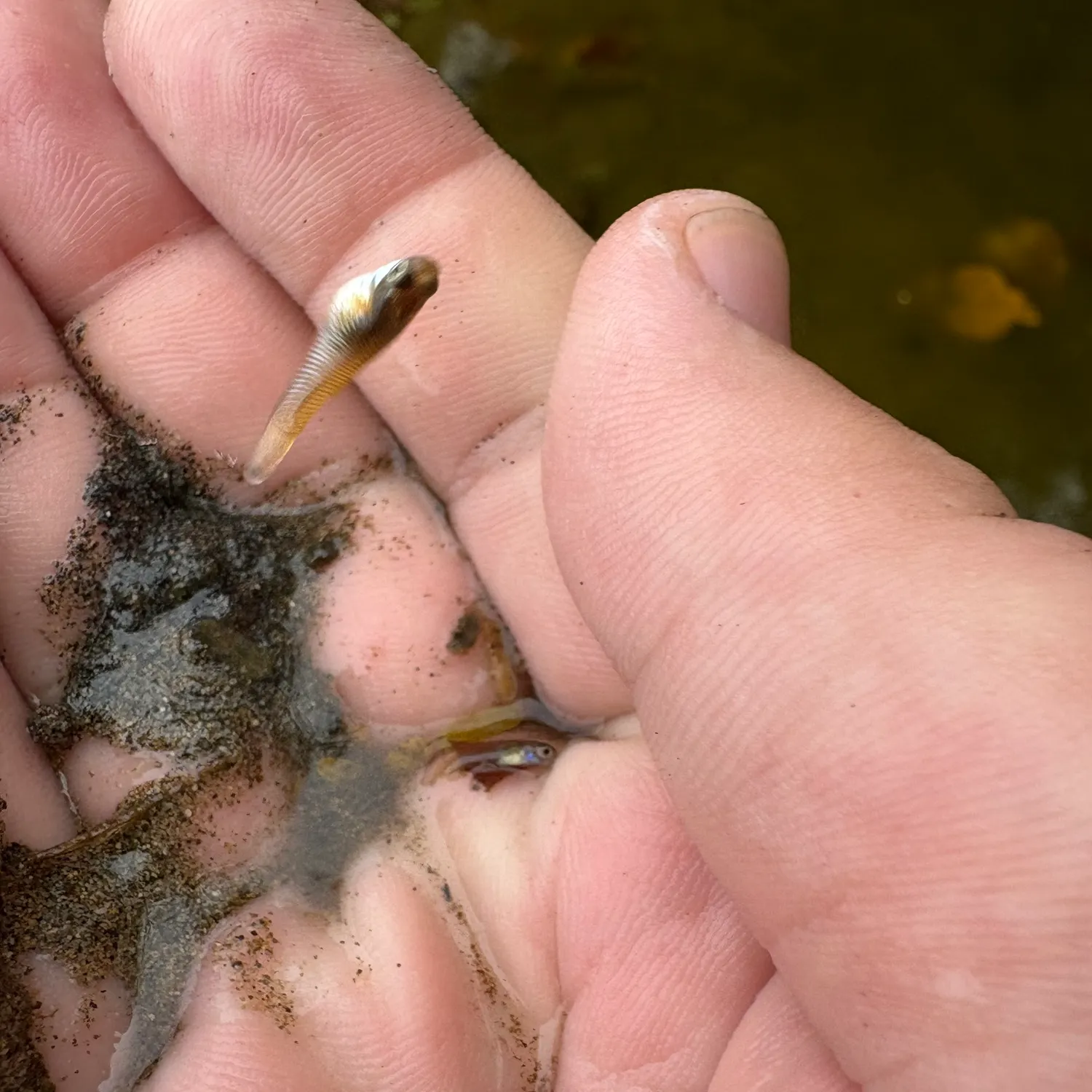 The most recent Milkfish catches on Fishbrain