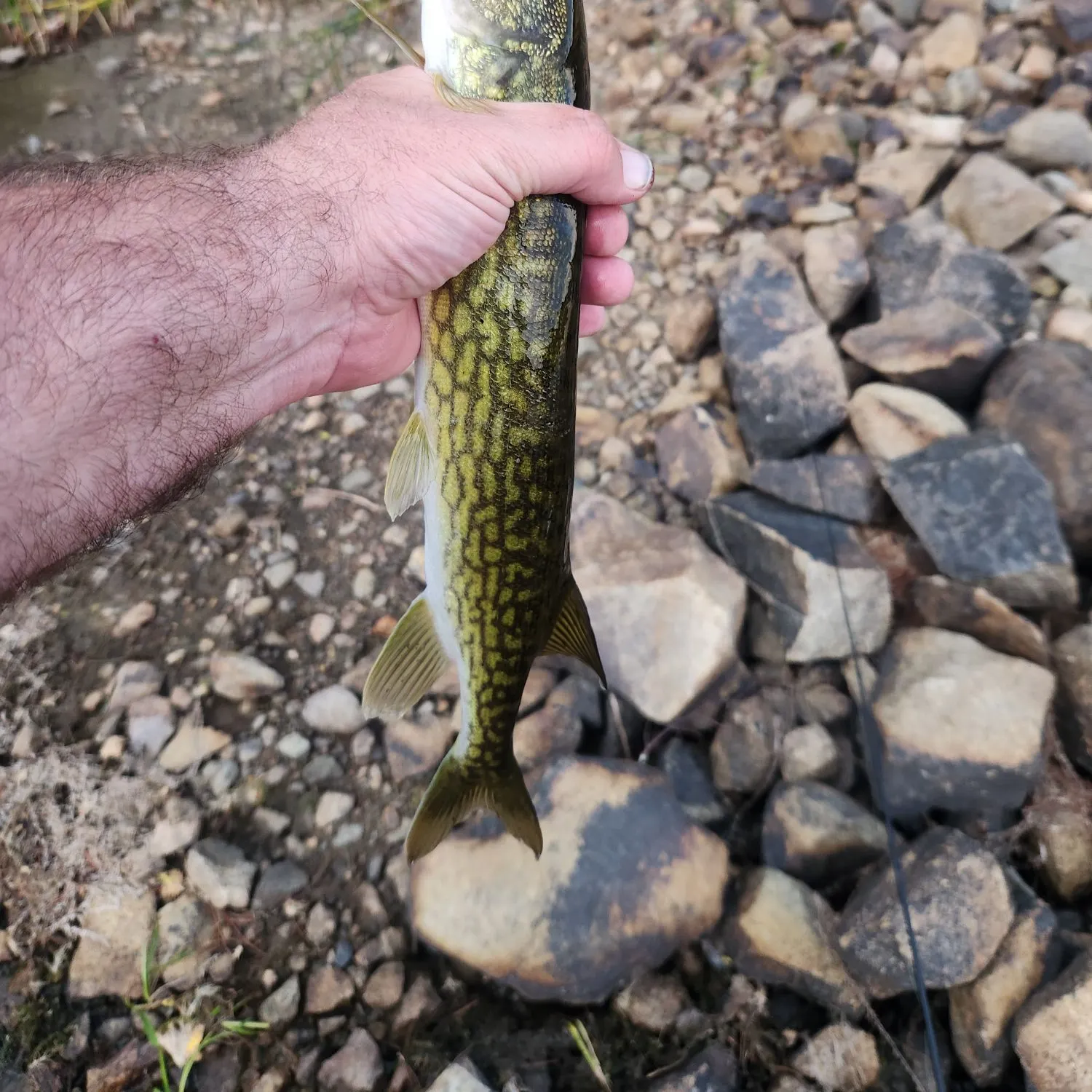 Chain pickerel caught on Fishbrain