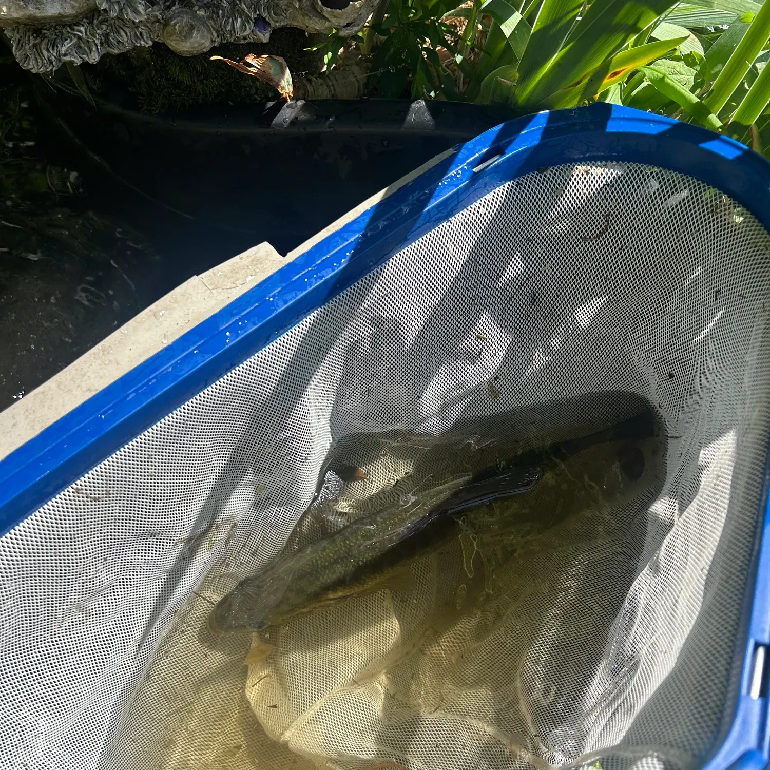 Smallmouth bass caught on Fishbrain