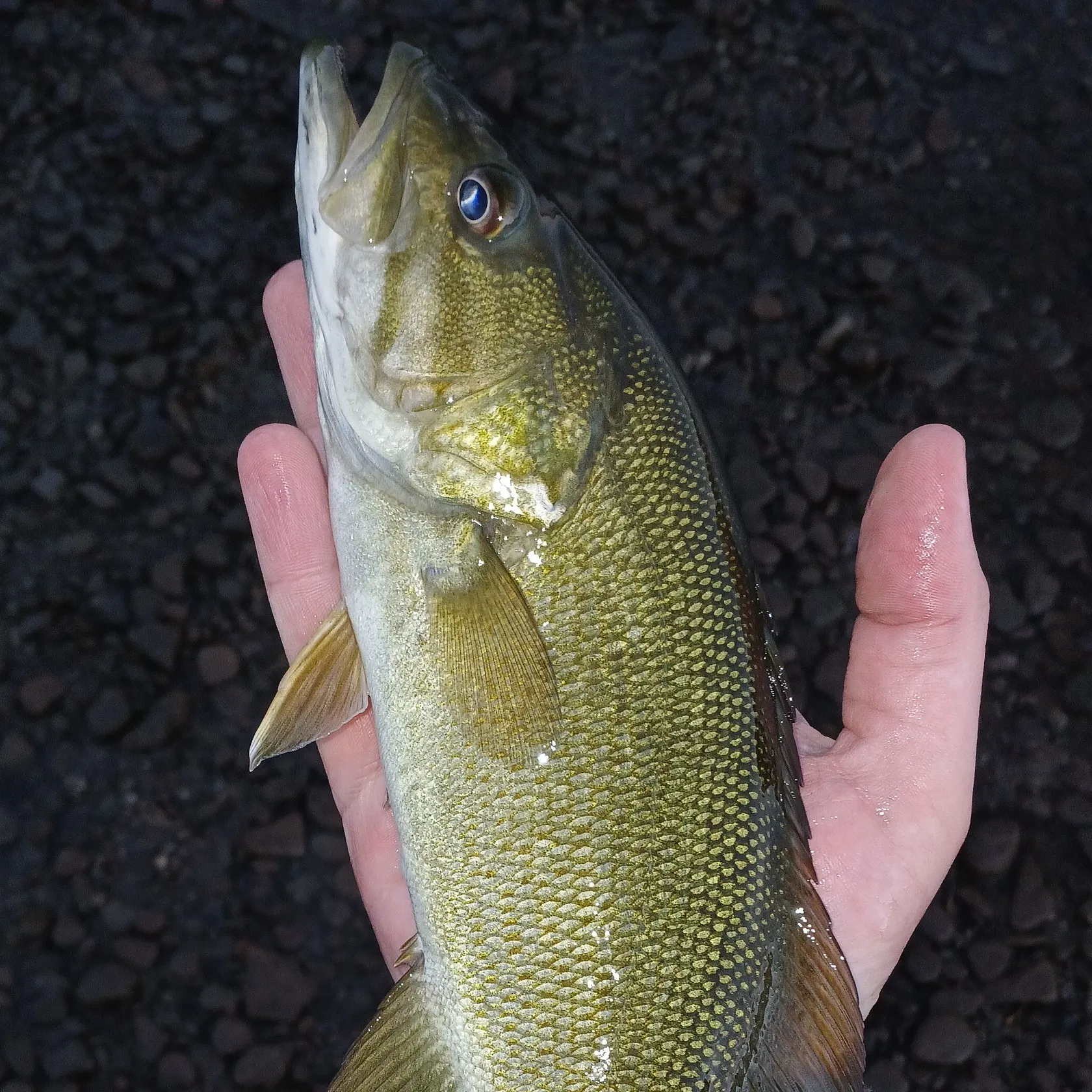 Smallmouth bass caught on Fishbrain
