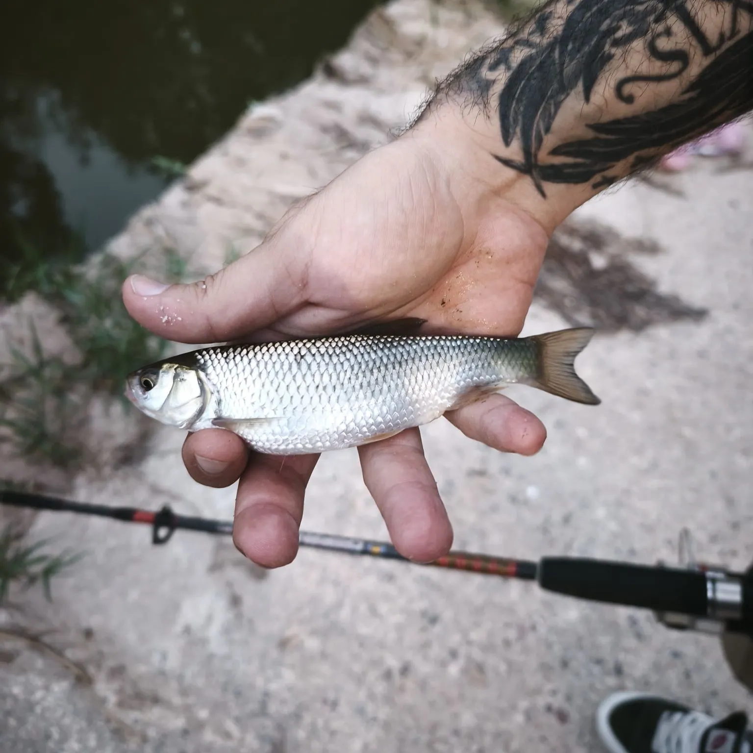 The most recent Common bleak catches on Fishbrain