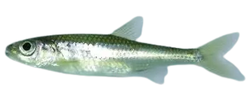 Sandbar shiner