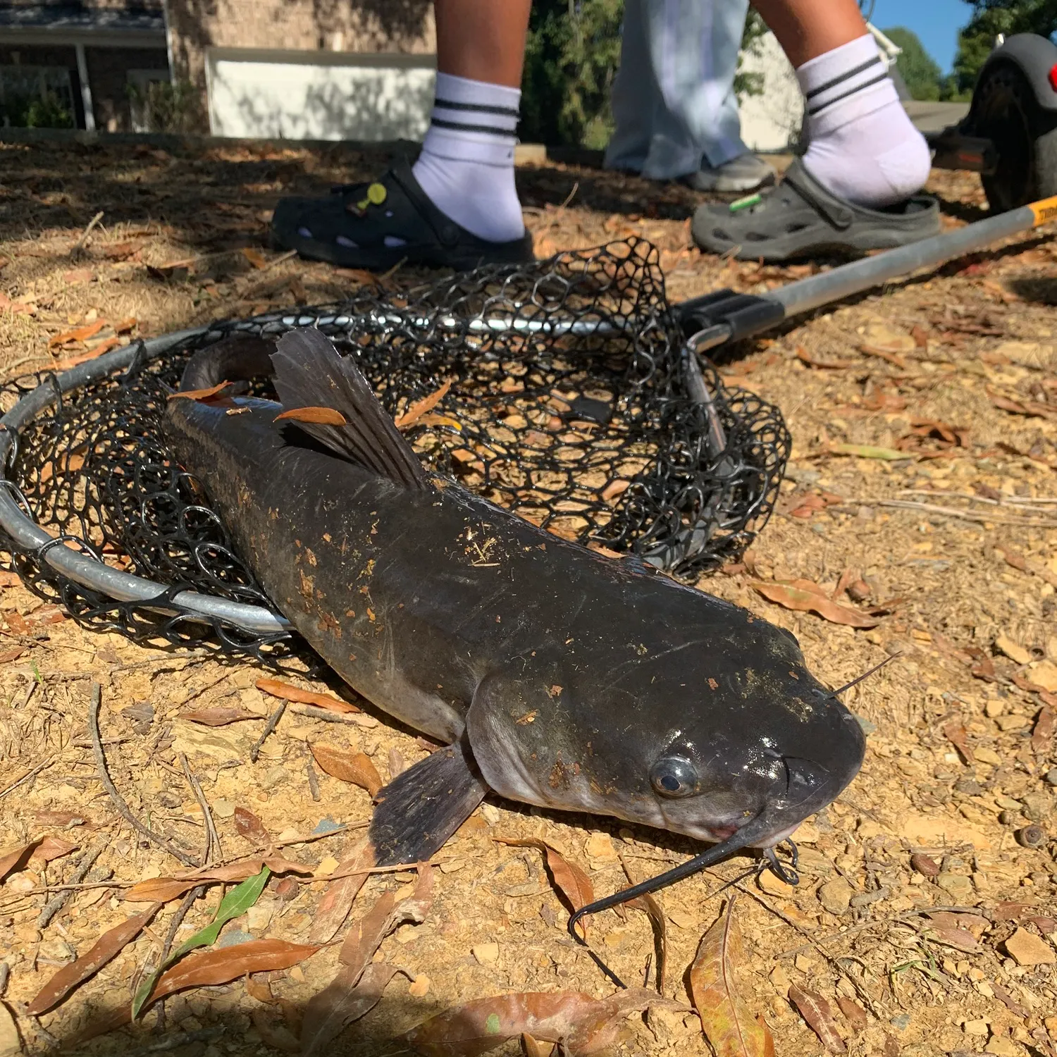 Blue catfish caught on Fishbrain