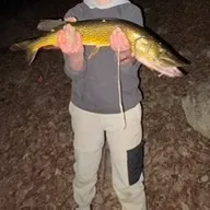 Chain pickerel caught on Fishbrain