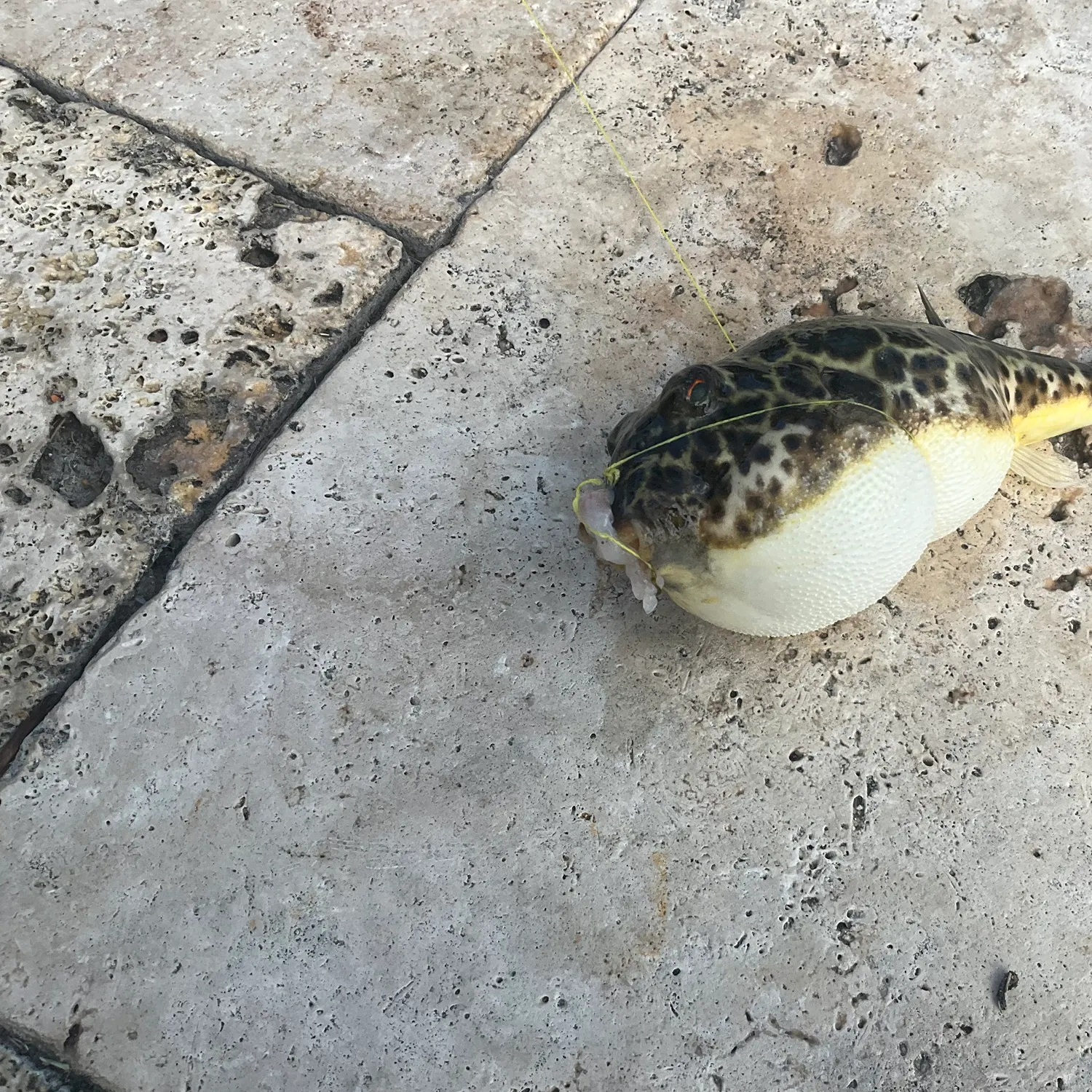 The most recent Northern puffer catches on Fishbrain