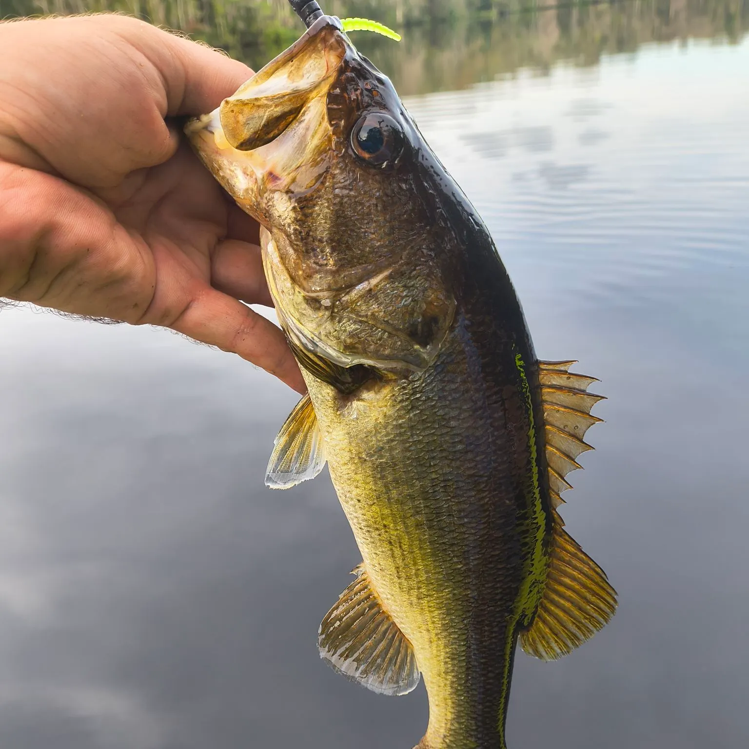 Largemouth bass caught on Fishbrain