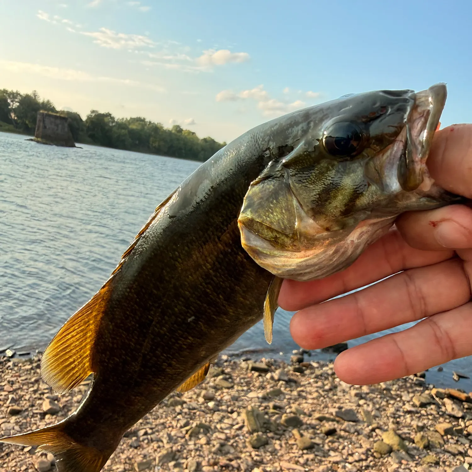 Smallmouth bass caught on Fishbrain