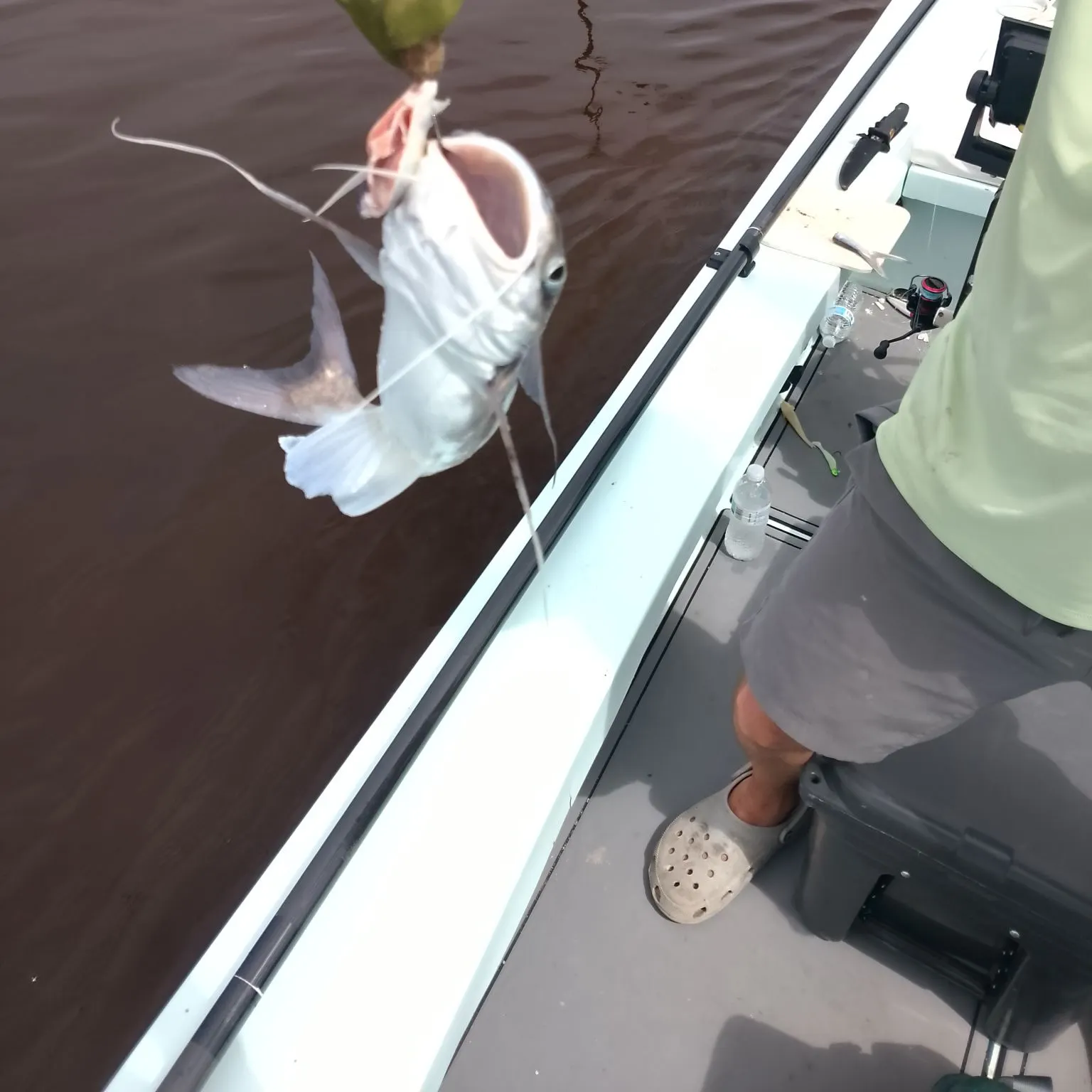 Gafftopsail sea catfish caught on Fishbrain