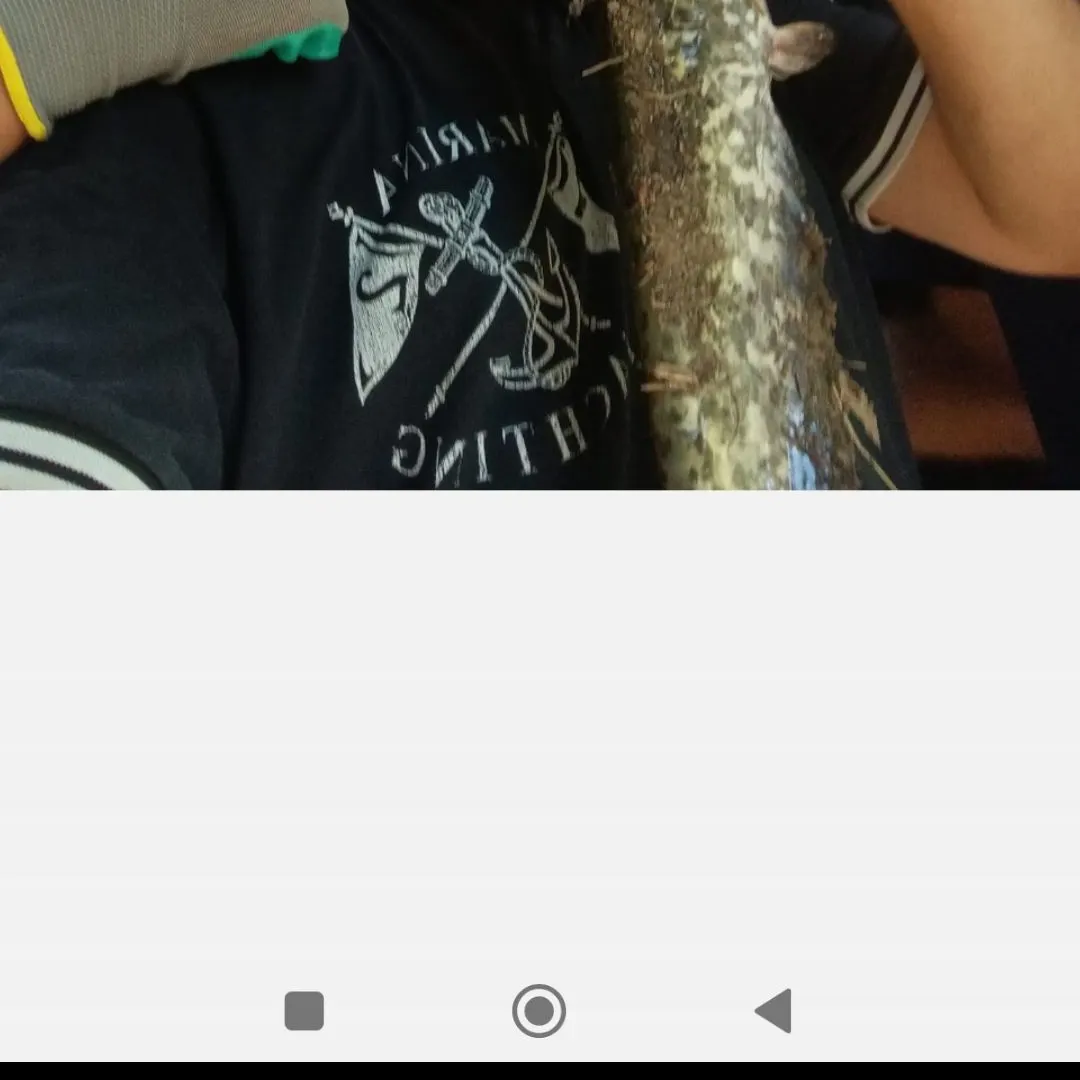 Wels catfish caught on Fishbrain