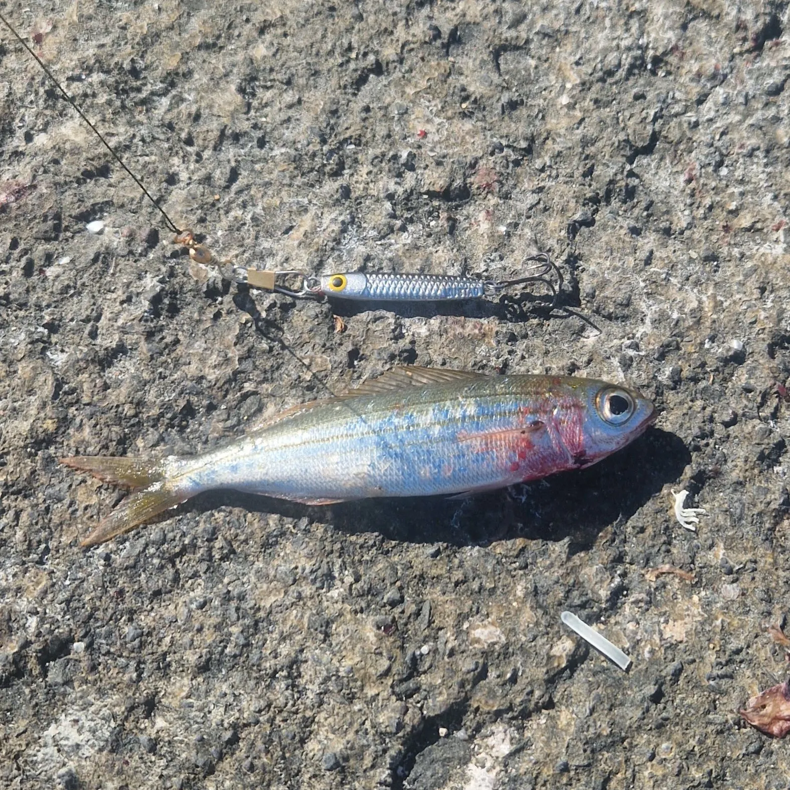 The most recent Bogue catches on Fishbrain