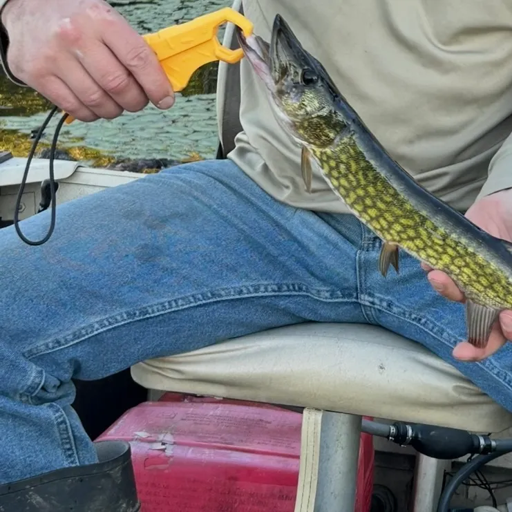 Chain pickerel caught on Fishbrain