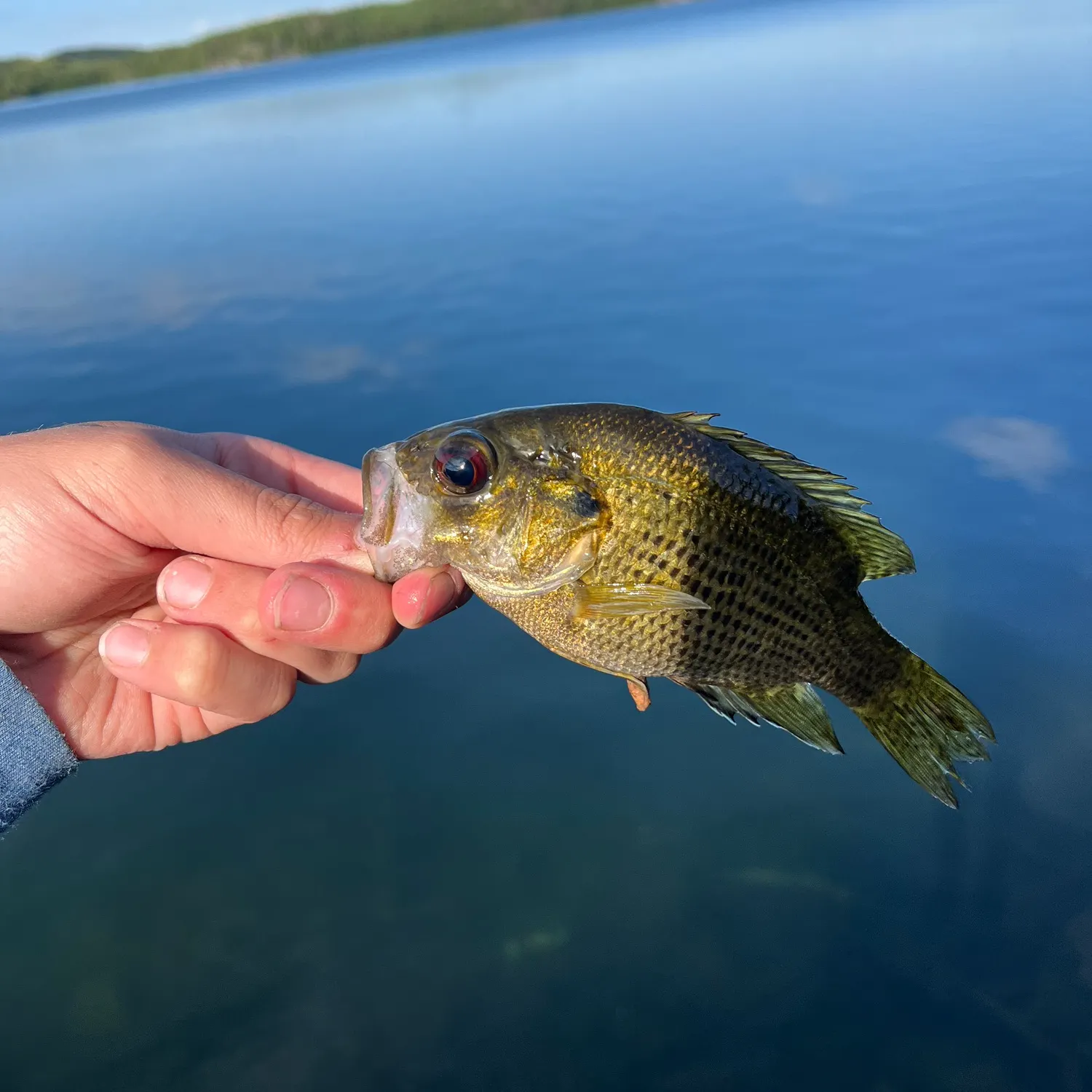 Rock bass caught on Fishbrain
