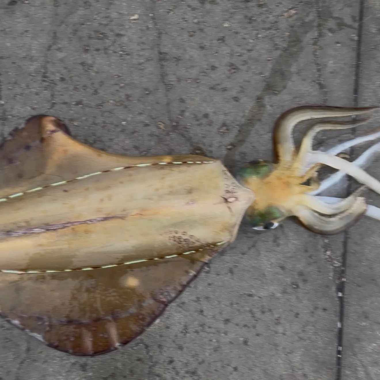 Fish caught on Fishbrain