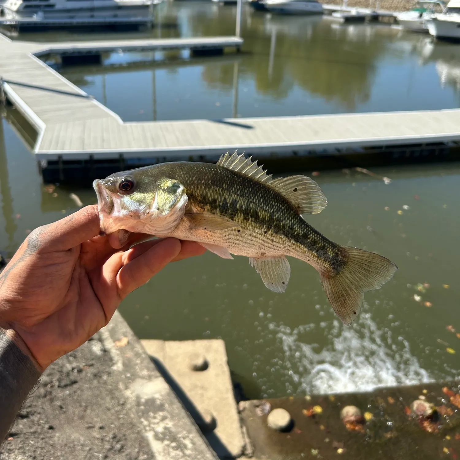 Spotted bass caught on Fishbrain