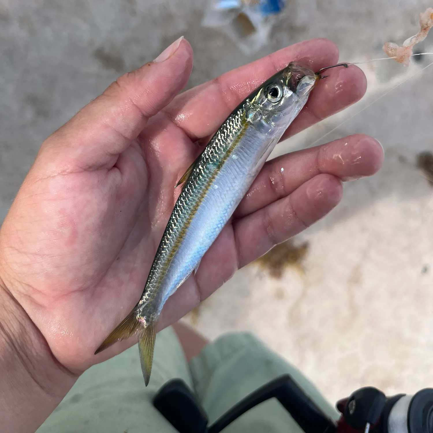 The most recent Round sardinella catches on Fishbrain