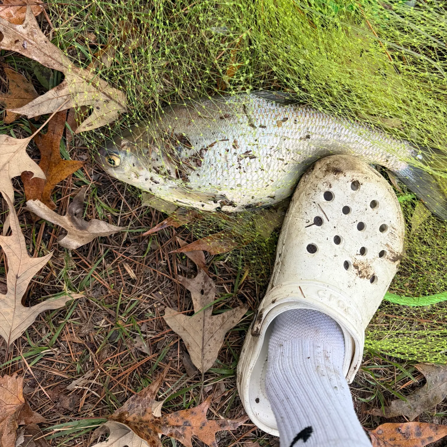 The most recent Spot croaker catches on Fishbrain