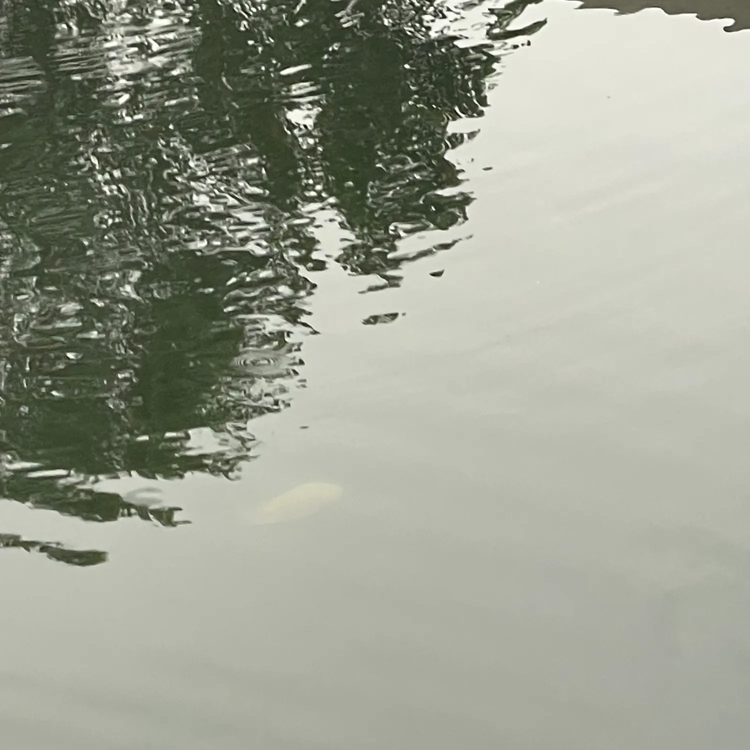 The most recent Longfin tilapia catches on Fishbrain