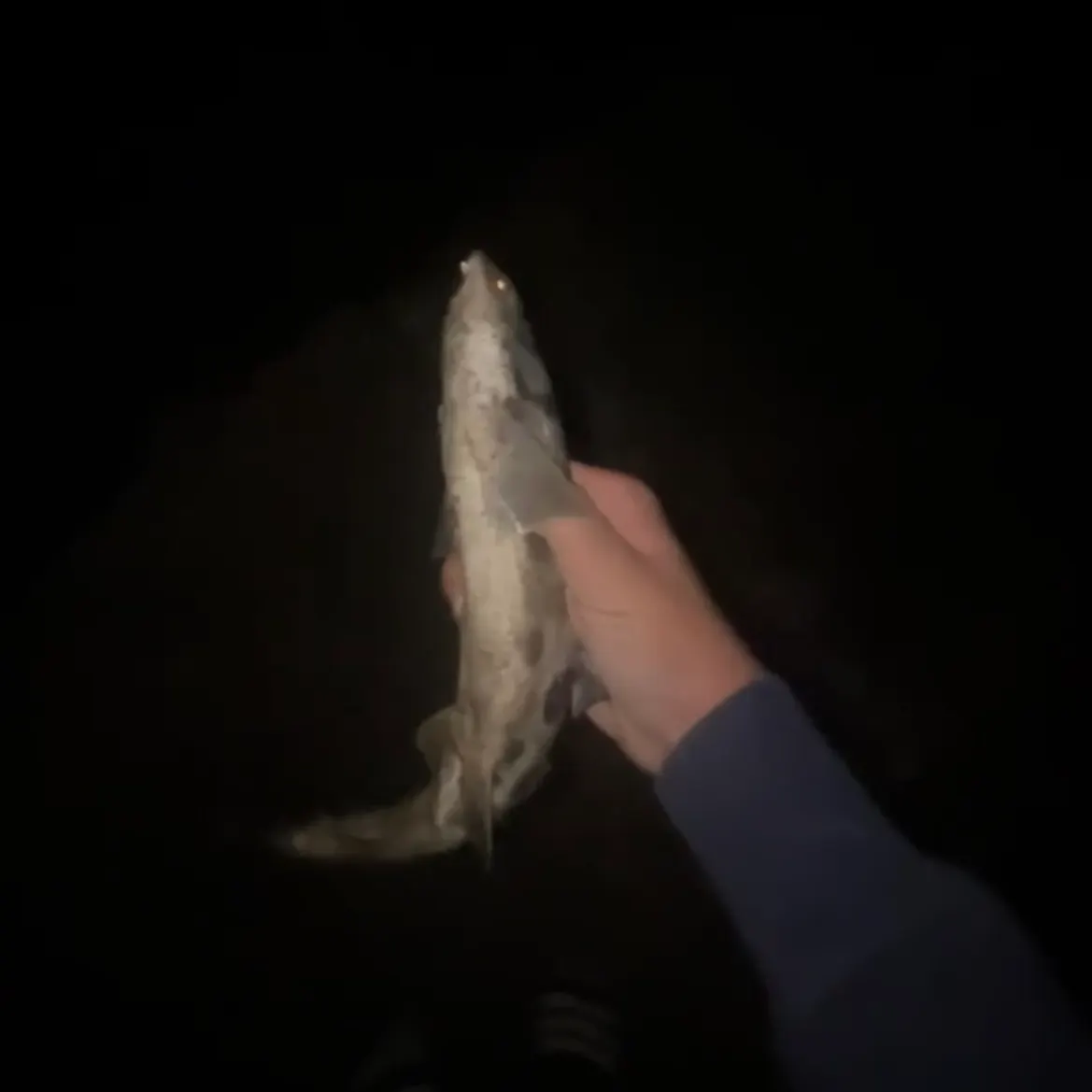 Leopard shark caught on Fishbrain