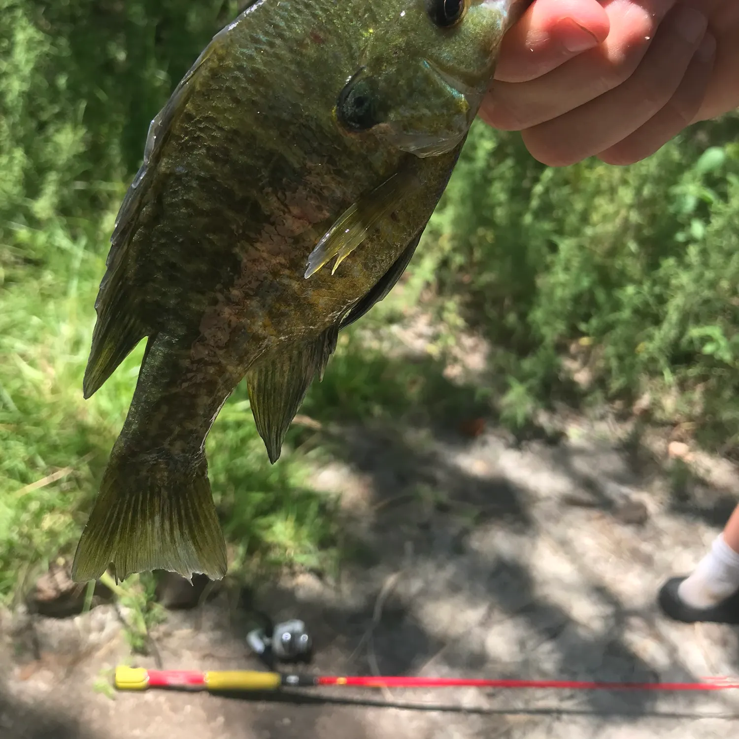 Bluegill caught on Fishbrain