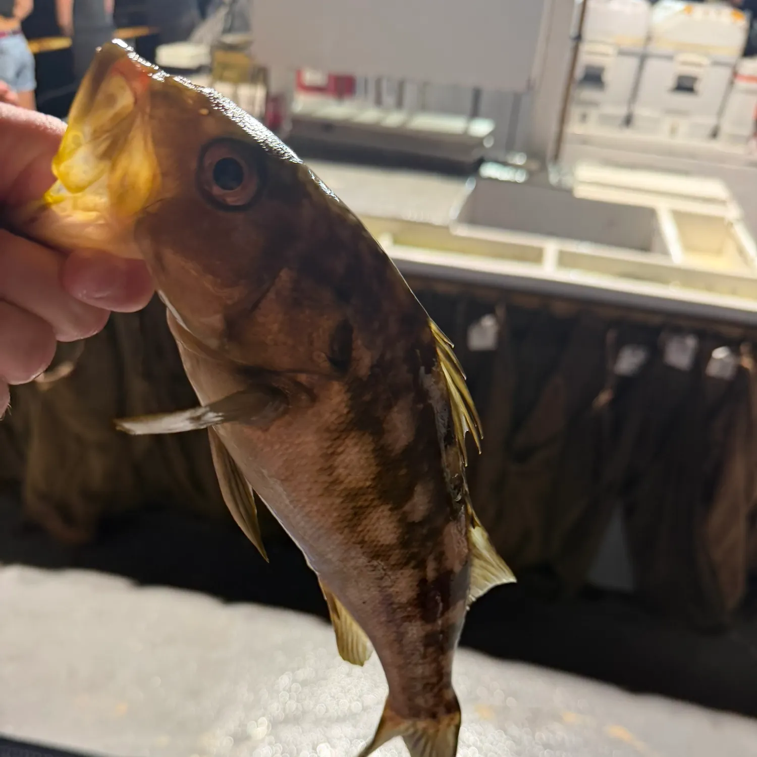 catch