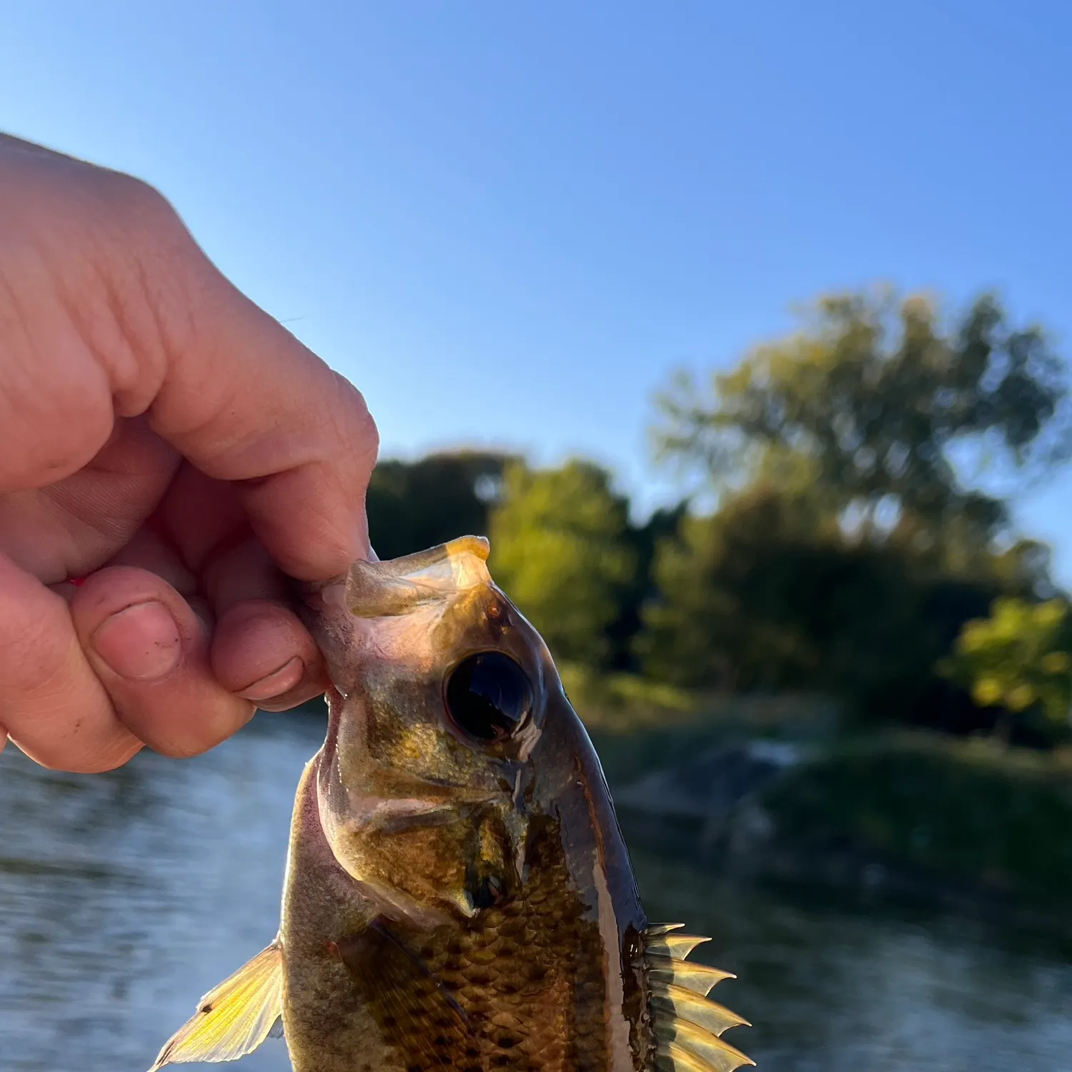 Rock bass caught on Fishbrain