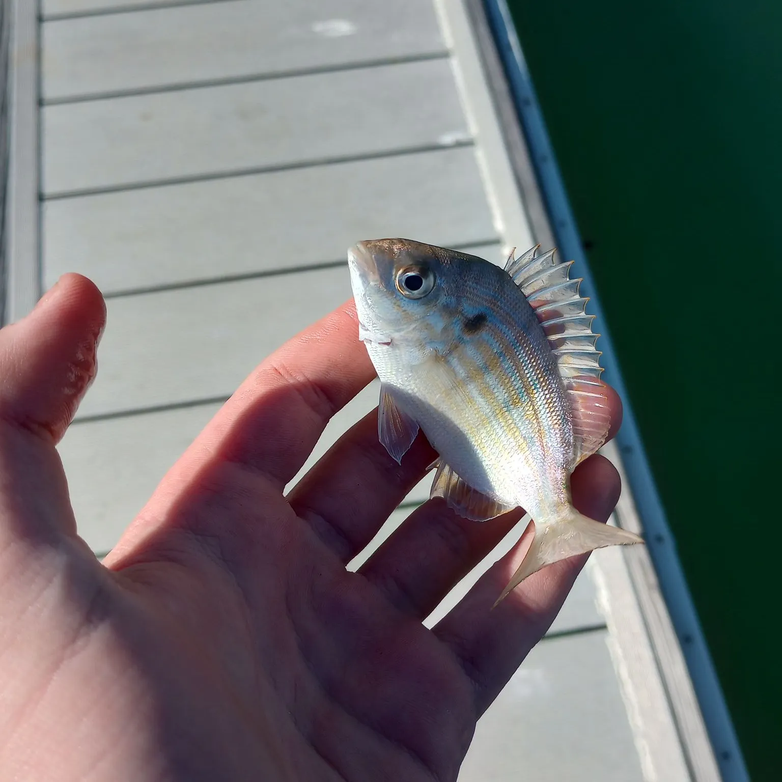 The most recent Pinfish catches on Fishbrain