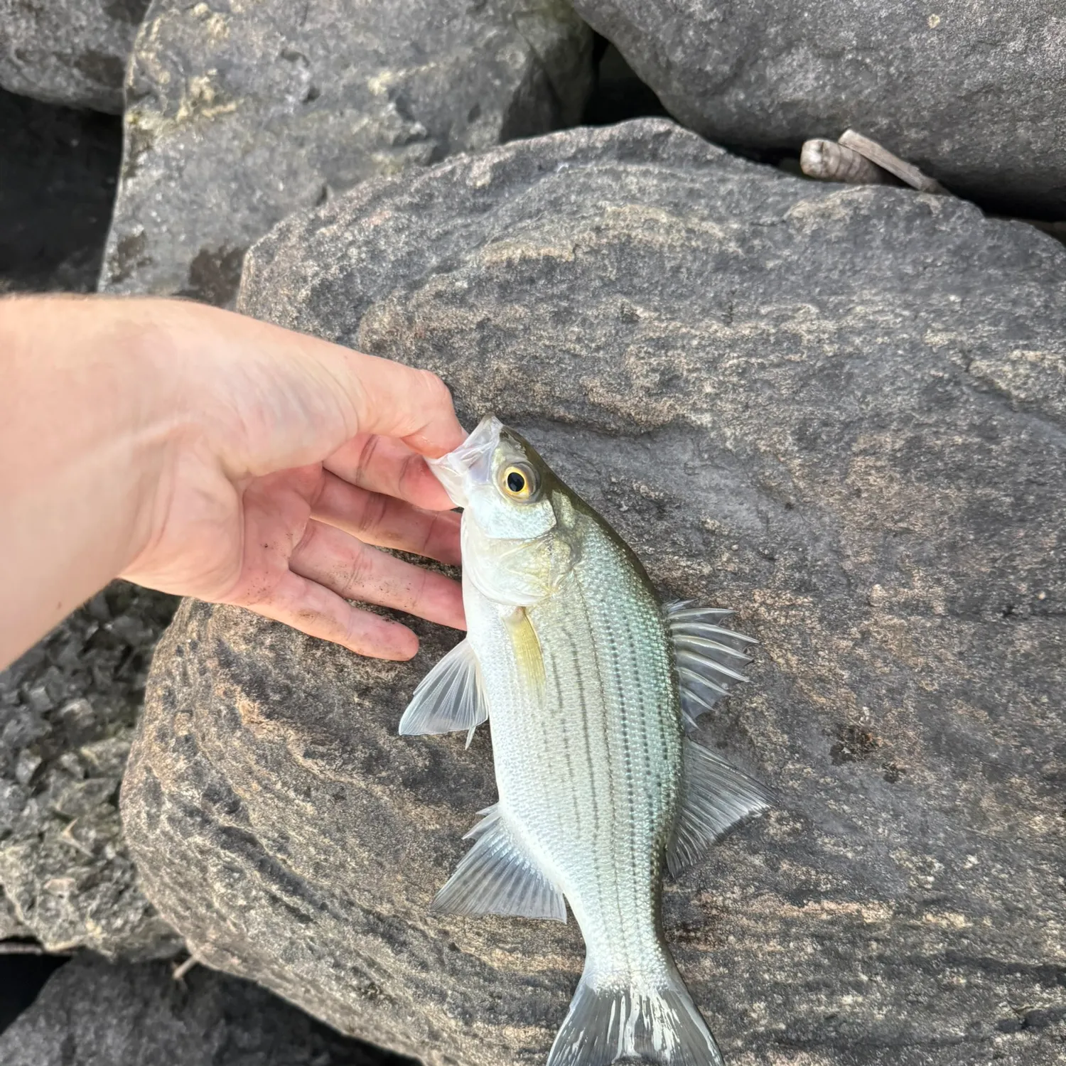White bass caught on Fishbrain