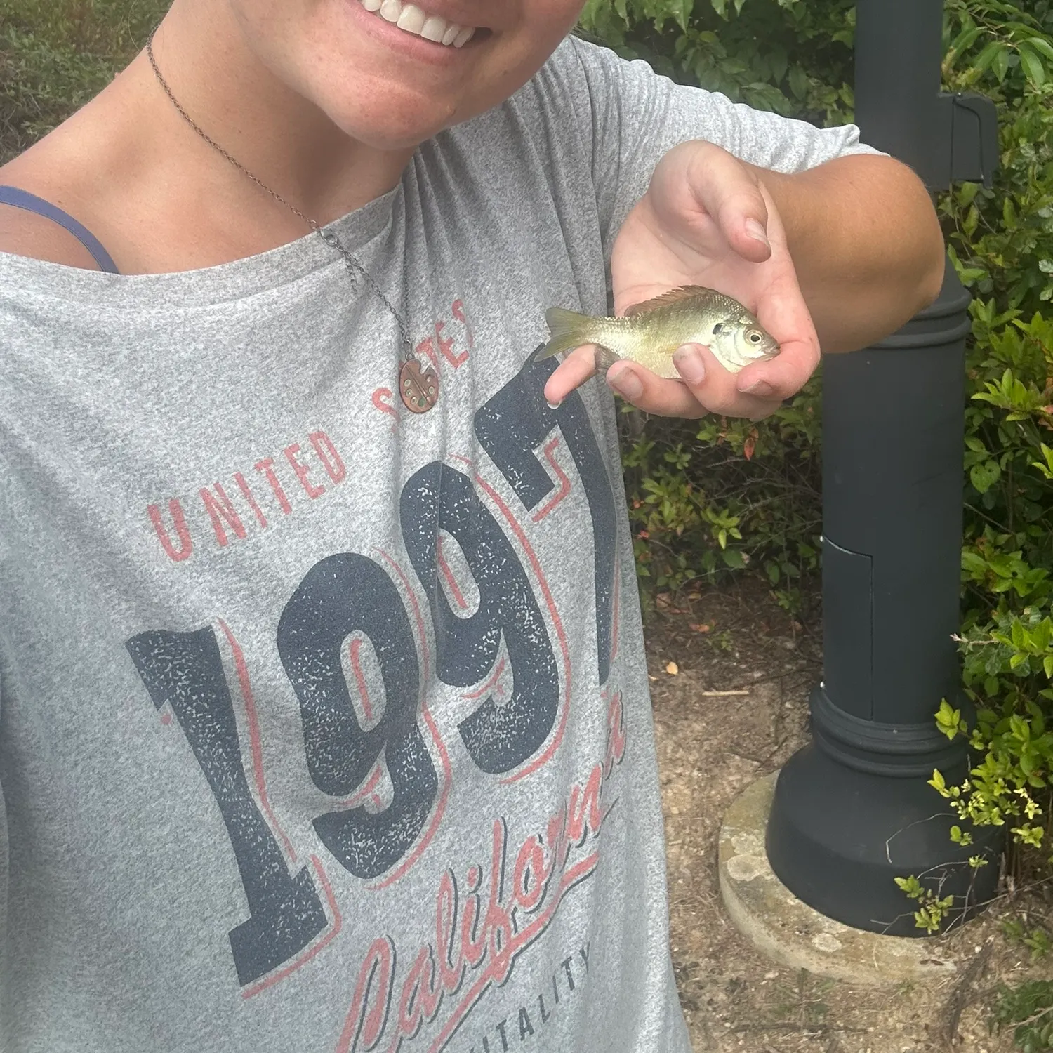 Bluegill caught on Fishbrain