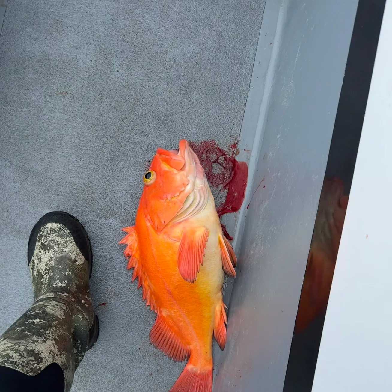 The most recent Yelloweye rockfish catches on Fishbrain