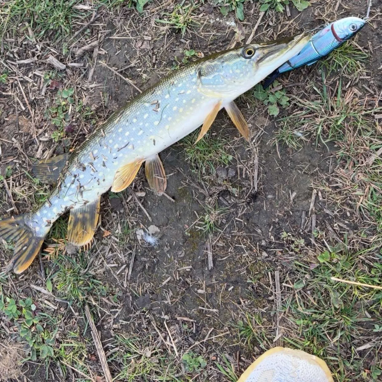 Northern pike caught on Fishbrain