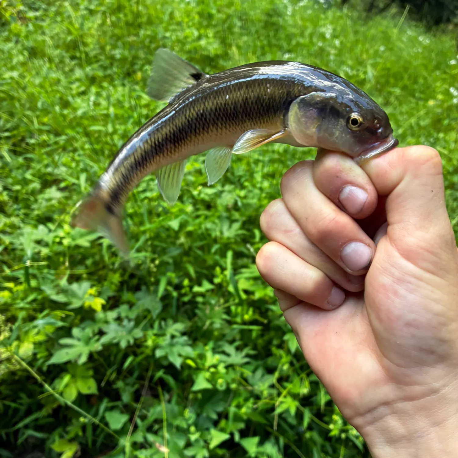 Creek chub caught on Fishbrain