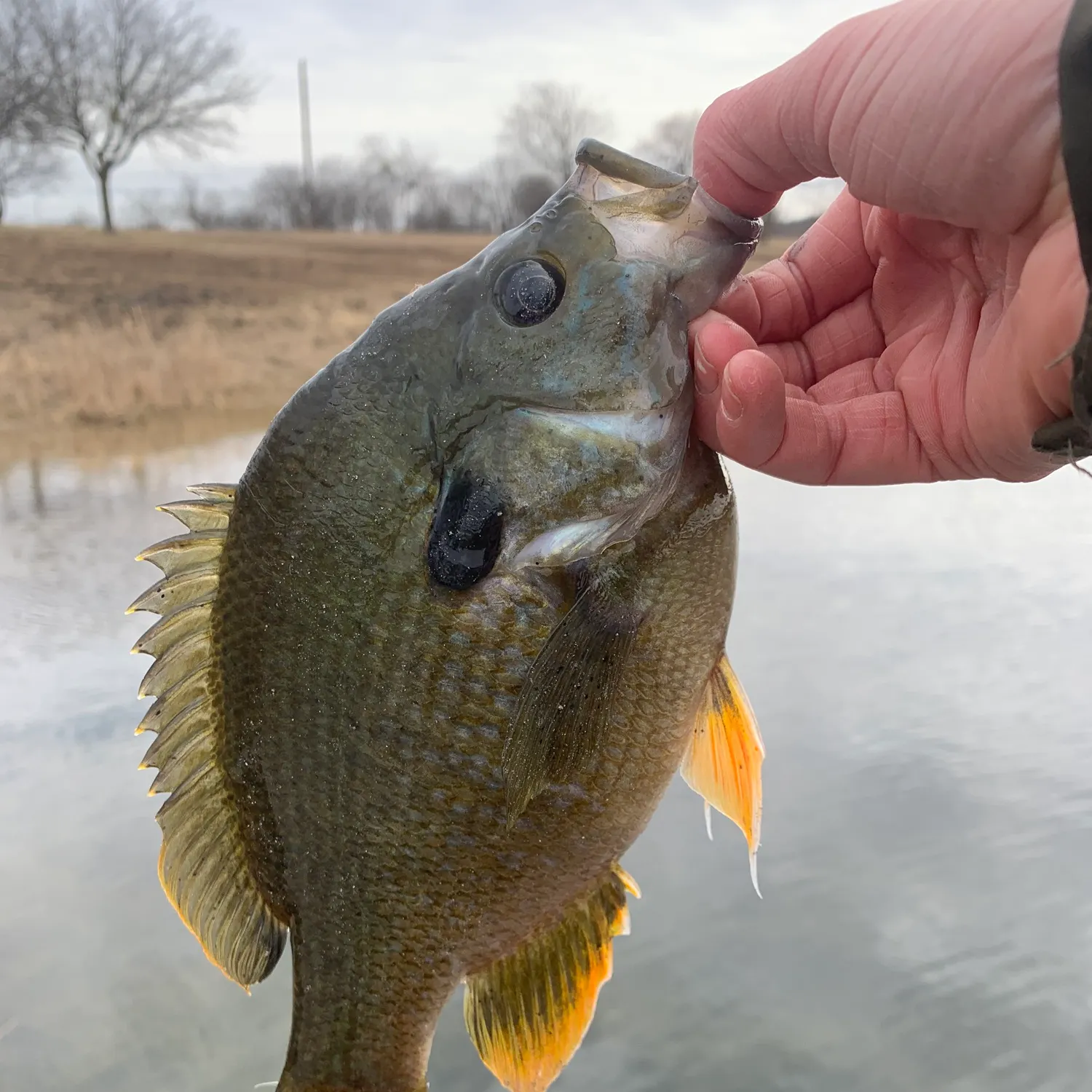 The most recent Greengill hybrid catches on Fishbrain