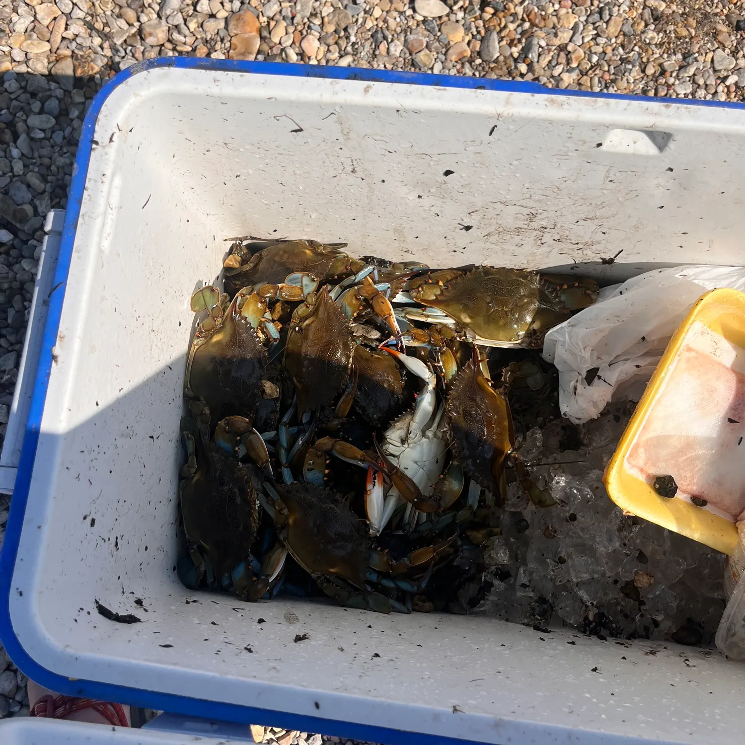Blue crab caught on Fishbrain
