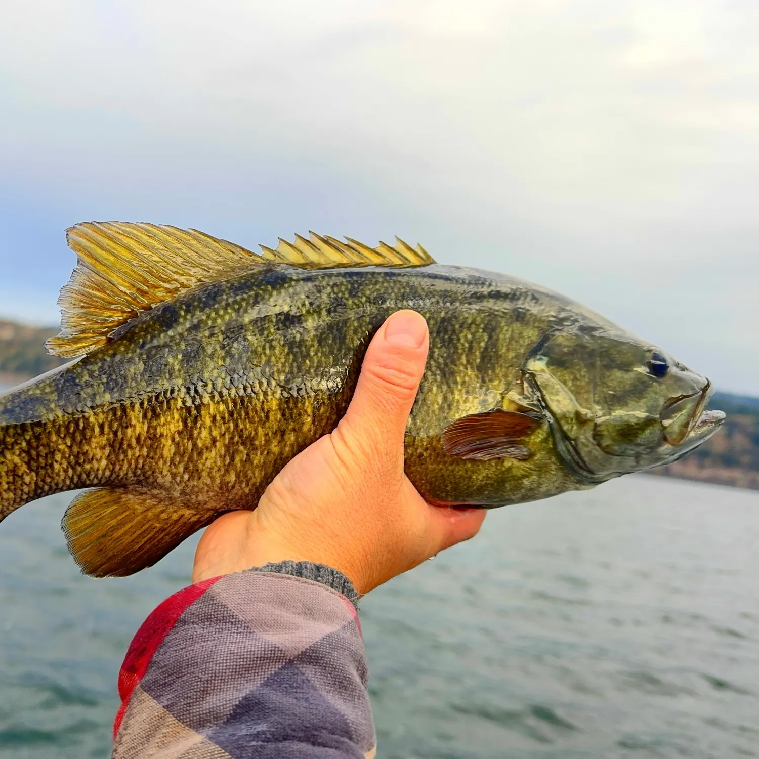 Smallmouth bass caught on Fishbrain