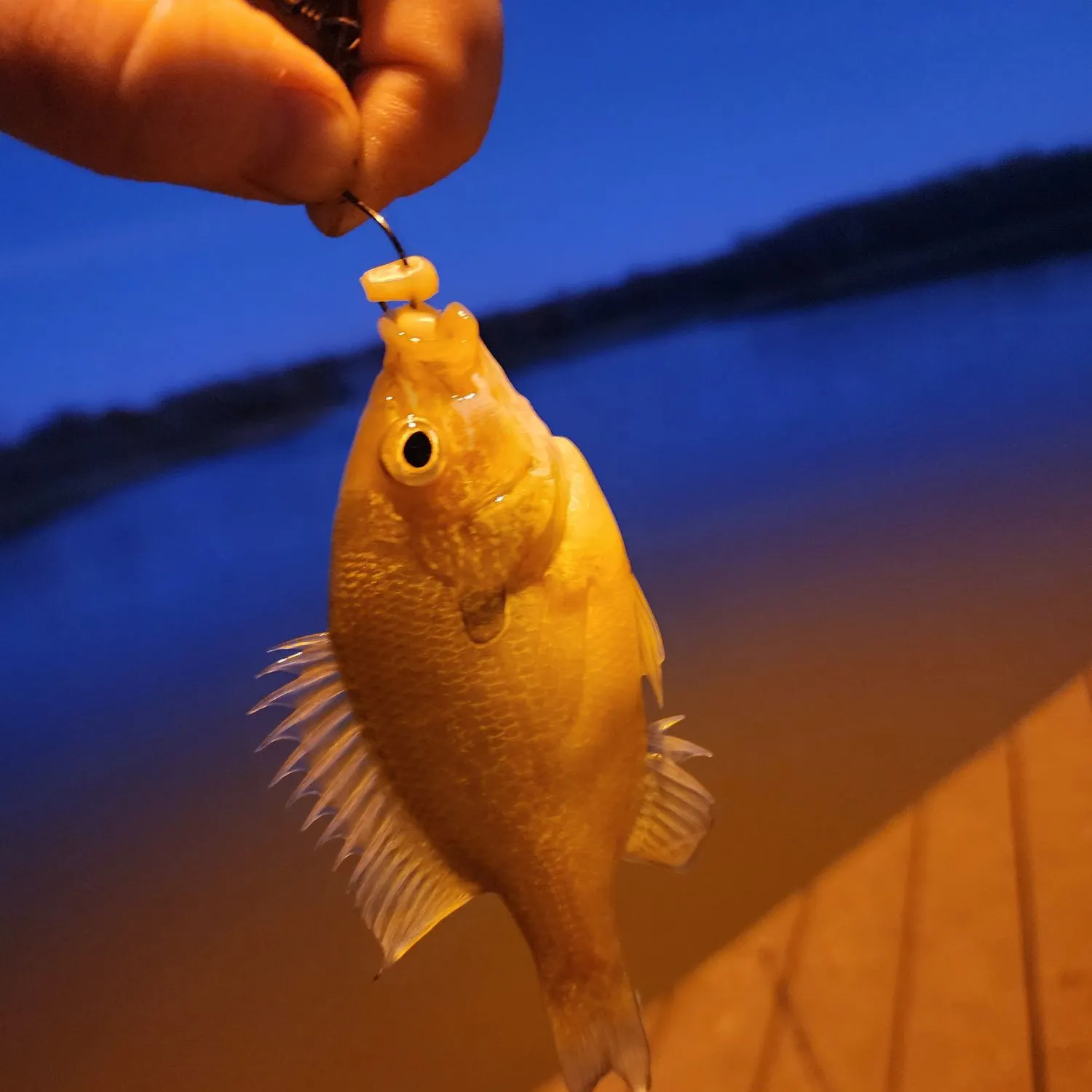 The most recent Redbreast sunfish catches on Fishbrain