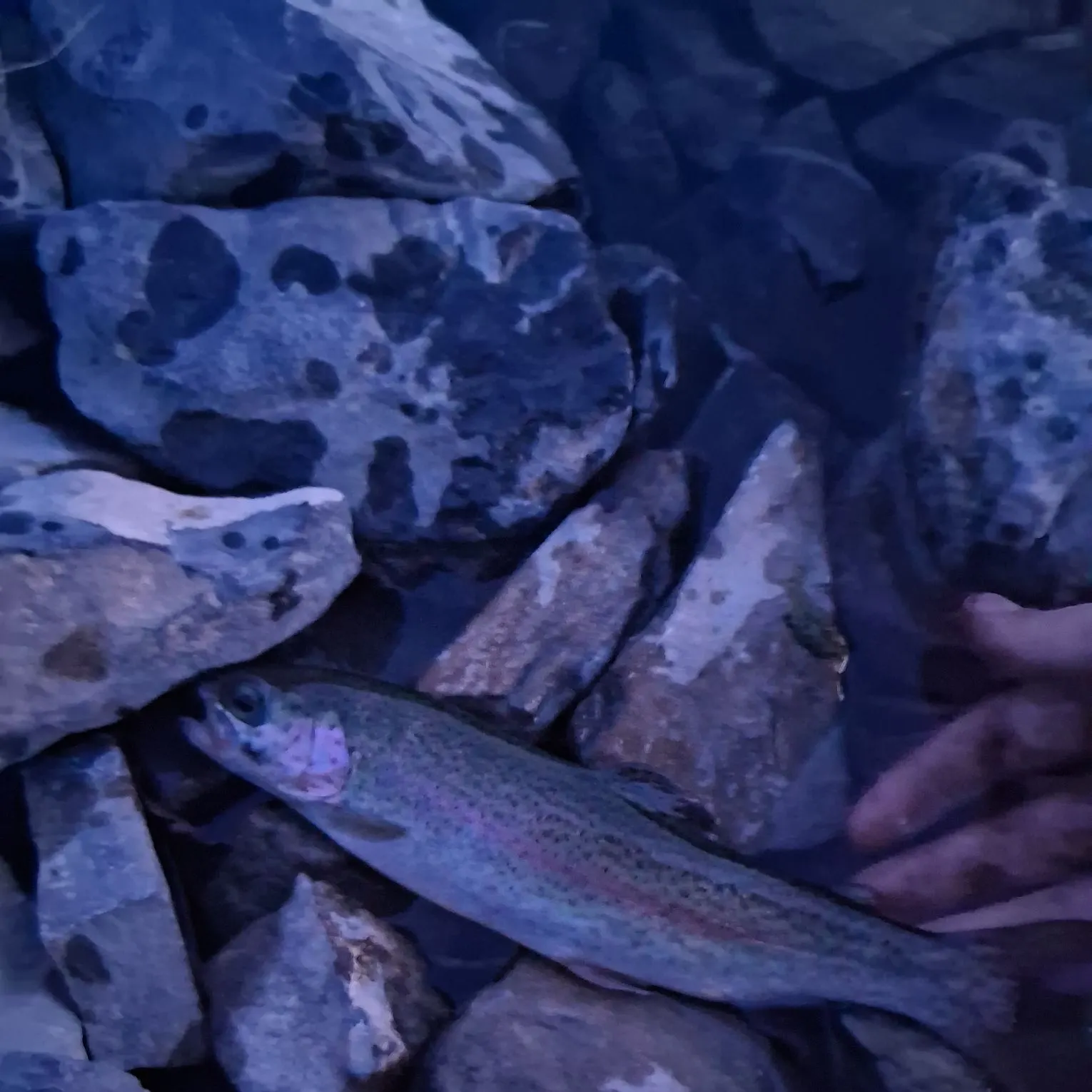 Rainbow trout caught on Fishbrain