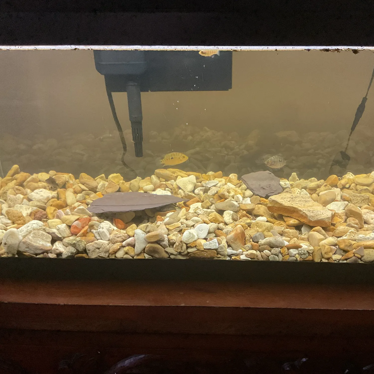 Rio Grande cichlid caught on Fishbrain