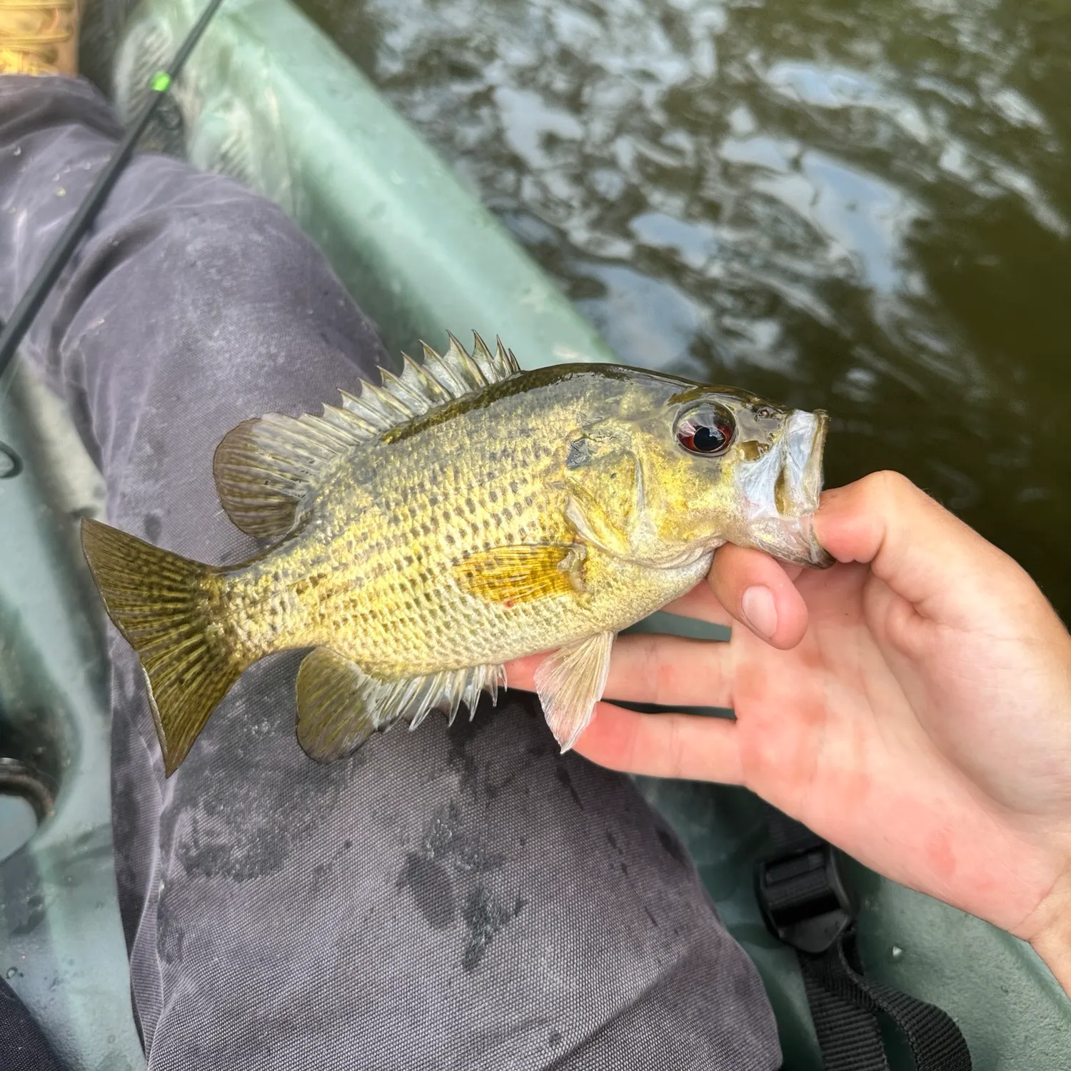 Rock bass caught on Fishbrain